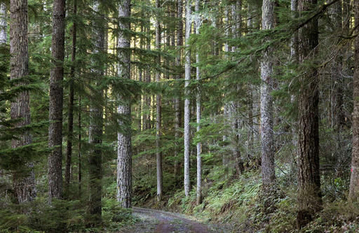 FILE - In this file photo taken Jan. 8, 2016, mature Douglas fir trees line a road through the Santiam State Forest in Linn County south of Mill City, Ore. A federal agency has enacted a plan to manage more than 2.2 million acres of land in western Oregon that would increase the potential timber harvest by as much as 37 percent, though a timber-industry association complained that the new logging levels are still too low. (Mark Ylen /Albany Democrat-Herald via AP) MANDATORY CREDIT