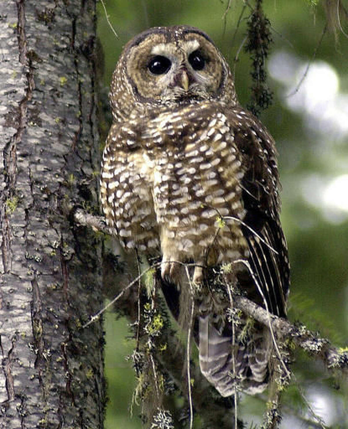 FILE - In this May 8, 2003, file photo, a Northern Spotted Owl sits on a tree in the Deschutes National Forest near Camp Sherman, Ore. A federal agency has enacted a plan to manage more than 2.2 million acres of land in western Oregon that would increase the potential timber harvest by as much as 37 percent. The plan immediately draws fire from both the wood-products industry and conservationists, with one group complaining that the new logging levels are still too low and another saying it endangers the Northern Spotted Owl and another protected bird.(AP Photo/Don Ryan, File)
