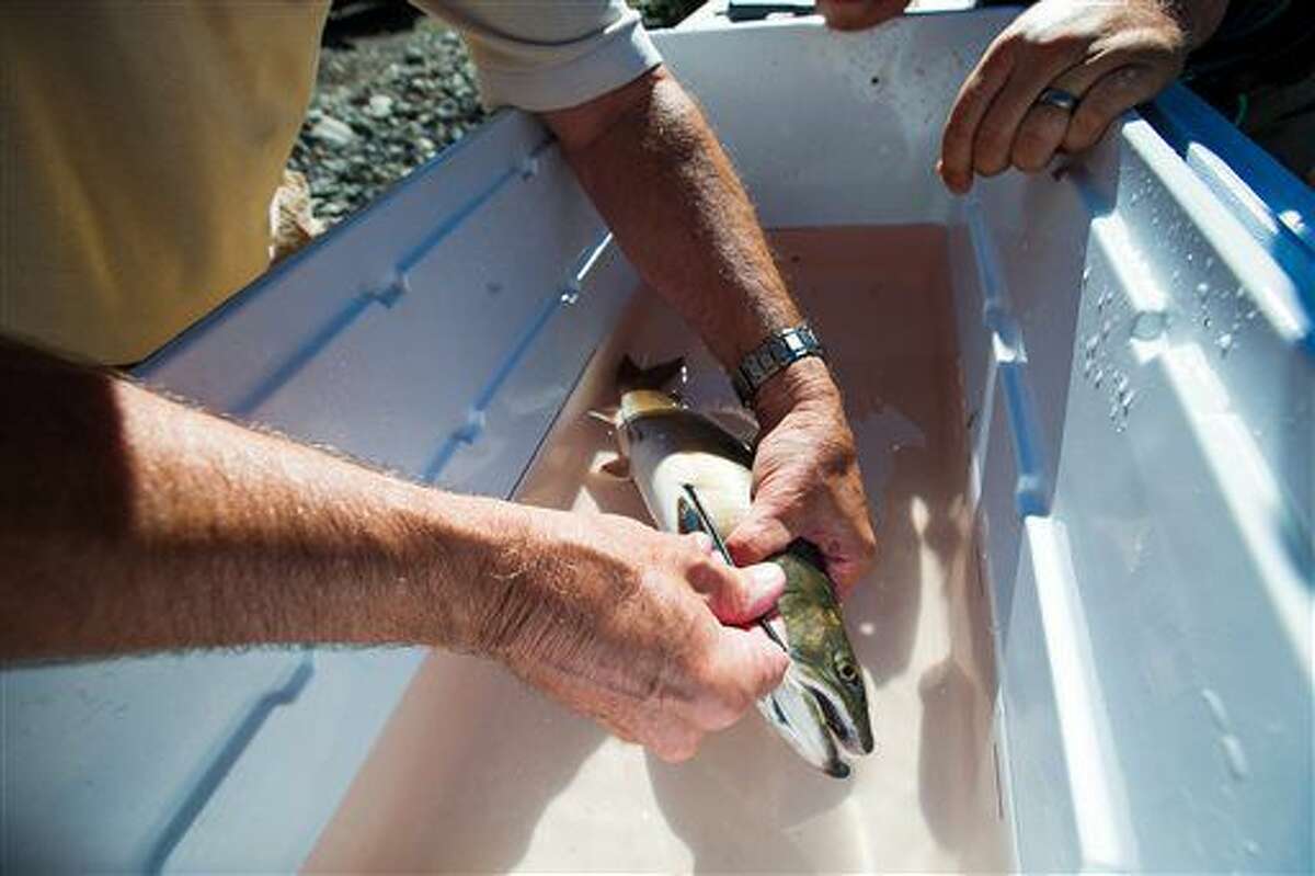 A biologist with the U.S. Fish and Wildlife Service inserts a tracking chip into a bull trout below the Clear Lake Dam near White Pass, Wash. on Wednesday, July 27, 2016. The outing was part of an effort to help bull trout reach their spawning areas by relocating the fish above the dam. (Shawn Gust/Yakima Herald-Republic via AP)