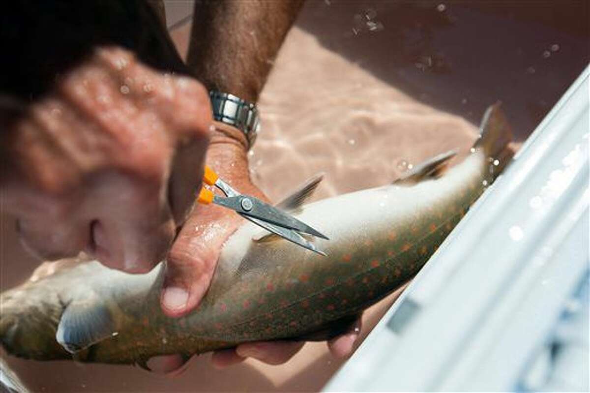A biologist with the U.S. Fish and Wildlife Service collects DNA by cutting a sample from a bull trout’s fin near White Pass, Wash. on Wednesday, July 27, 2016. The outing was part of an effort to help bull trout reach their spawning areas by relocating the fish above the dam. (Shawn Gust/Yakima Herald-Republic via AP)