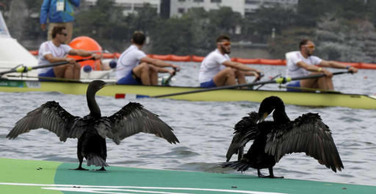 Bigua birds sit on the dock as Benjamin Lang, Mickael Marteau, Valentin Onfroy, and Theophile Onfroy, of France, row to shore after competing in the men's rowing four heat during the 2016 Summer Olympics in Rio de Janeiro, Brazil, Monday, Aug. 8, 2016. (AP Photo/Luca Bruno)