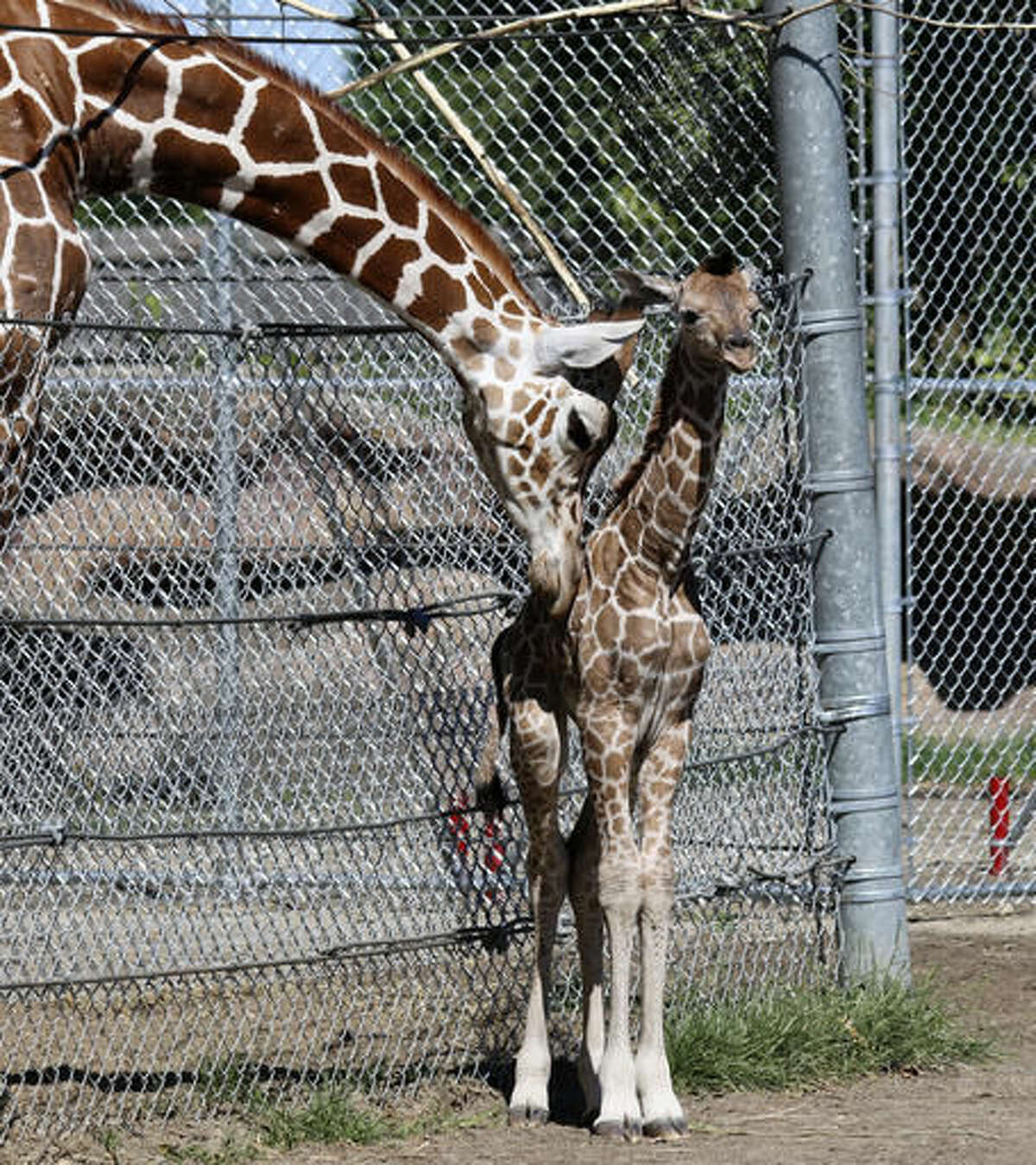 In this Sunday, Aug. 7, 2016, photo provided by the Detroit Zoo, a giraffe calf, right, is visited by her big brother, Mpenzi, at the Detroit Zoo in Royal Oak, Mich. The yet-unnamed calf was born on Saturday, Aug. 6, at the giraffe habitat of the Detroit Zoo and already stands more than 5 feet tall, according to the zoo. (Jennie Miller/Detroit Zoo via AP)