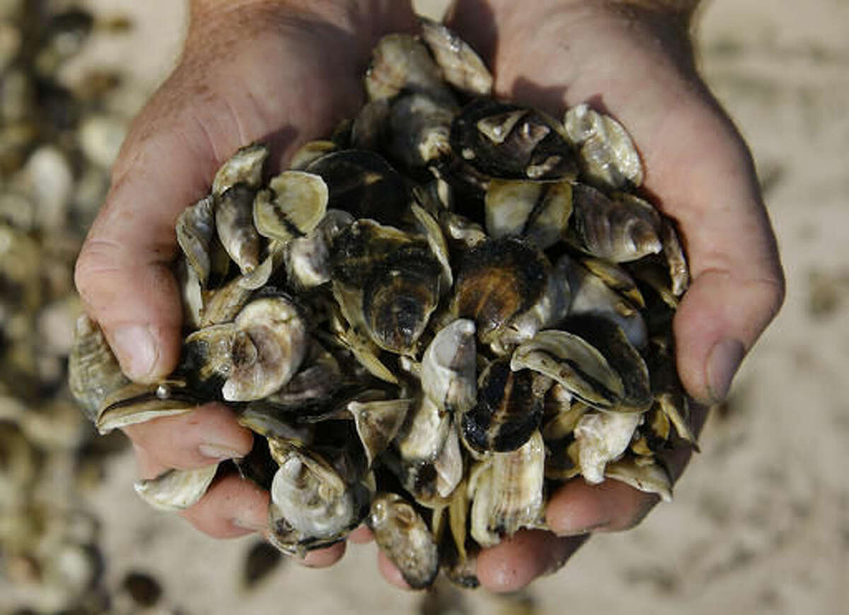 FILE - In this Monday, Sept. 12, 2013 file photo, an oyster cultivator holds oyster seed before spreading it into the waters of Duxbury Bay in Duxbury, Mass. A study published Monday, Aug. 8, 2016 connects rising temperatures to increasing rates of several waterborne diseases. About a dozen species of vibrio bacteria make people sick from eating raw or undercooked seafood, particularly oysters, or drinking or swimming in tainted water. (AP Photo/Stephan Savoia)