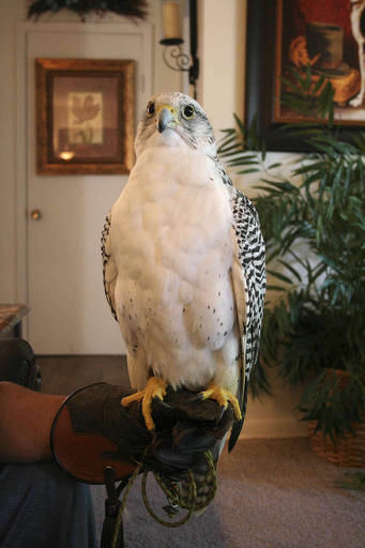 Faith, a 12-year-old gyrfalcon, stands on a perch in July 2016 at the home of Bruce and Mary Williams in Junction City, Ky. For Bruce Williams, falconry has been a lifelong hobby, an interest that started as a child with interest in animals. (Kendra Peek/The Advocate-Messenger via AP)
