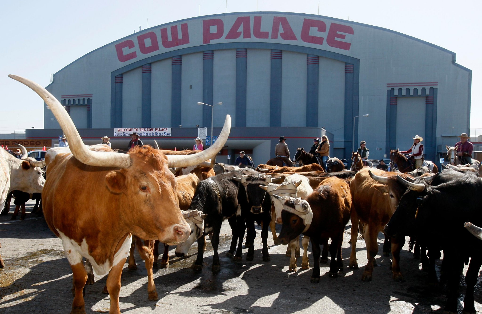 A herd of cattle pause in the Cow Palace parking lot after their arrival for the 63rd annual Grand National Rodeo, Horse & Stock Show in Daly City