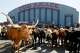 A herd of cattle pause in the Cow Palace parking lot after their arrival for the 63rd annual Grand National Rodeo, Horse & Stock Show in Daly City, Calif., on Thursday, April 3, 2008. The event runs from April 4 thru April 12. Photo by Paul Chinn / San Francisco Chronicle