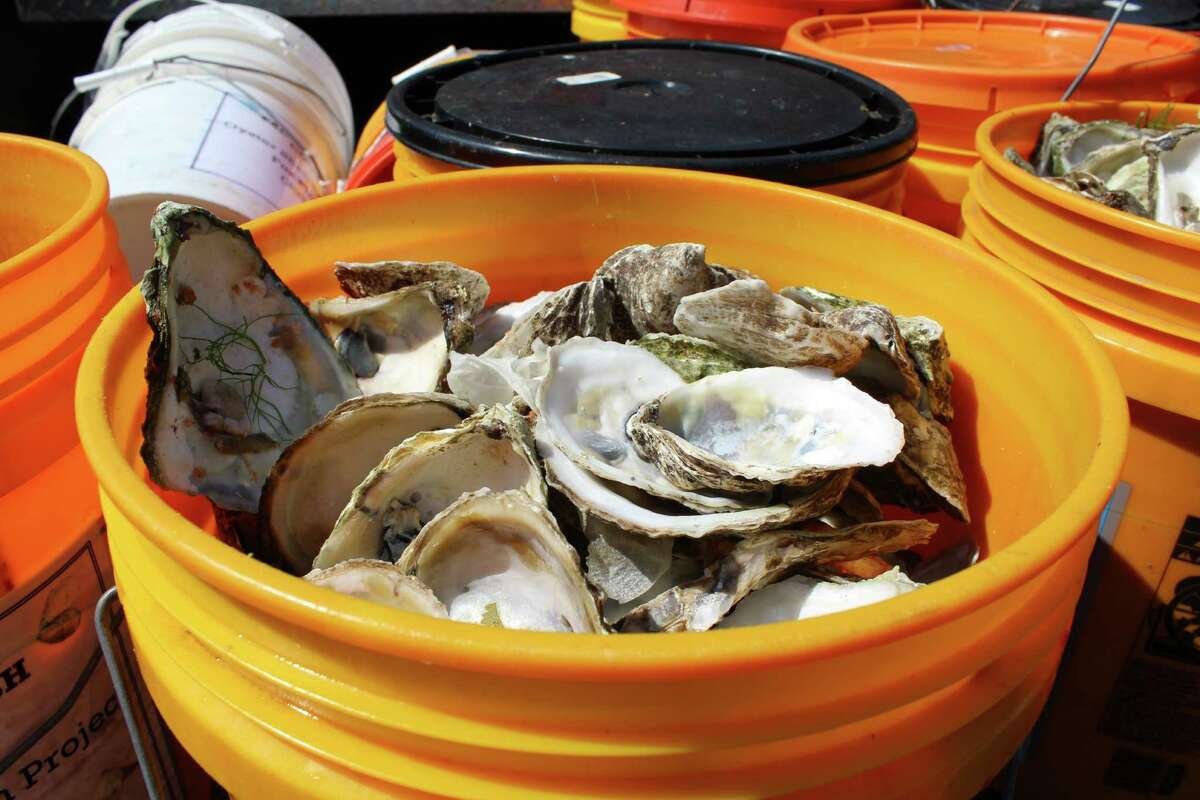 Fairfield leads state in oyster experiment