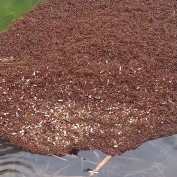 Incredible video shows thousands of ants teaming up to create a raft to