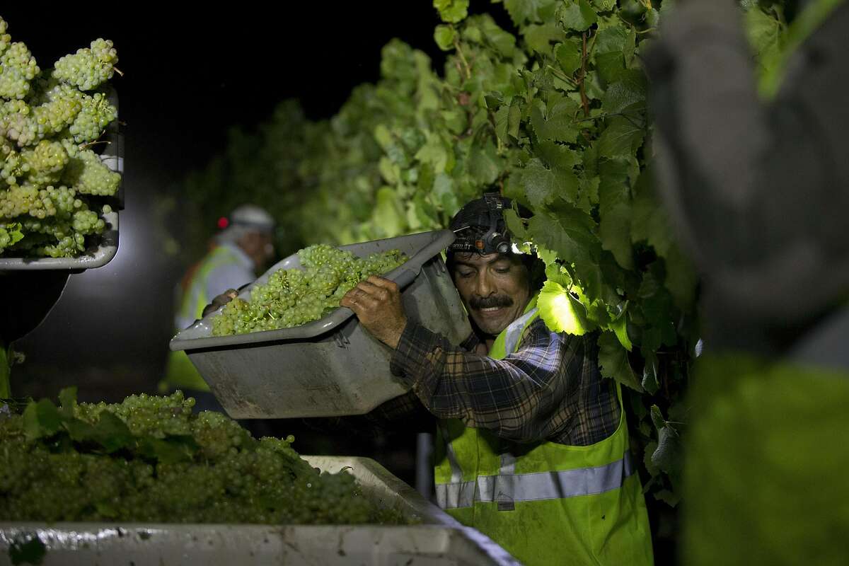 A worker squeezes his way alonside the tranpsport crates to dump some grapes during the overnight 2016 wine grape harvest at Hyde Vineyards in Carneros in Napa, Calif., on Wednesday, August 17, 2016. The Hyde's were harvesting the chardonnay grapes overnight to have them at the wineries at 7 a.m. The practice of overnight harvesting has grown over the past five years in the region.