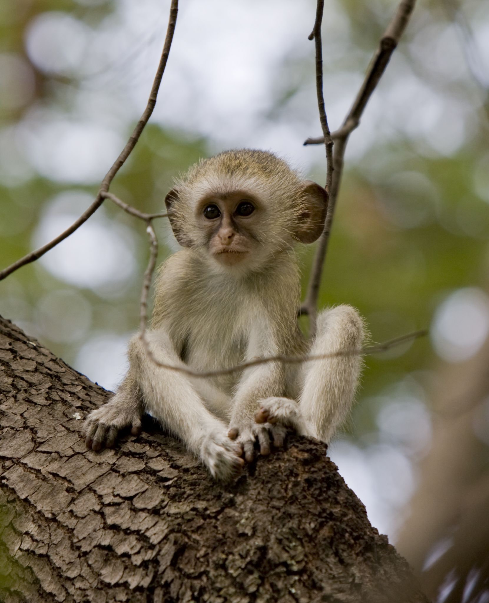 Counterfeit Money Reportedly Used To Buy Pet Monkeys