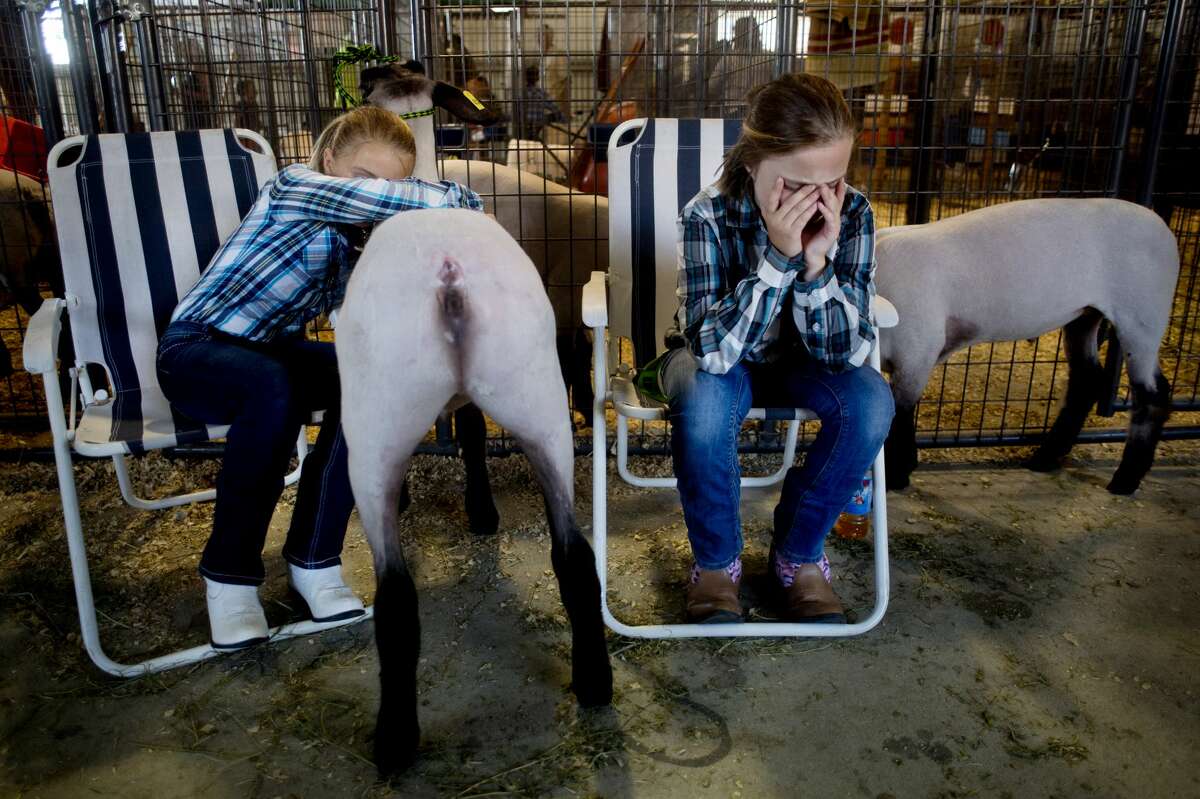 Nine-year-old Samantha Grubaugh, left, and her sister Alexandra Grubaugh, 10, of Midland, sit with their lambs to show during the large animal auction at Midland County Fairgrounds Thursday evening.