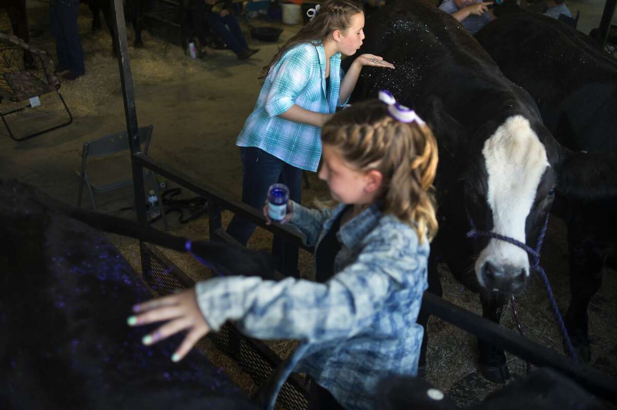 Eleven-year-old Chloe Nietoll, left, and 9-year-old Emma Stern, both of Midland, spread glitter on their steers before the large animal auction at the Midland County Fair Thursday evening.
