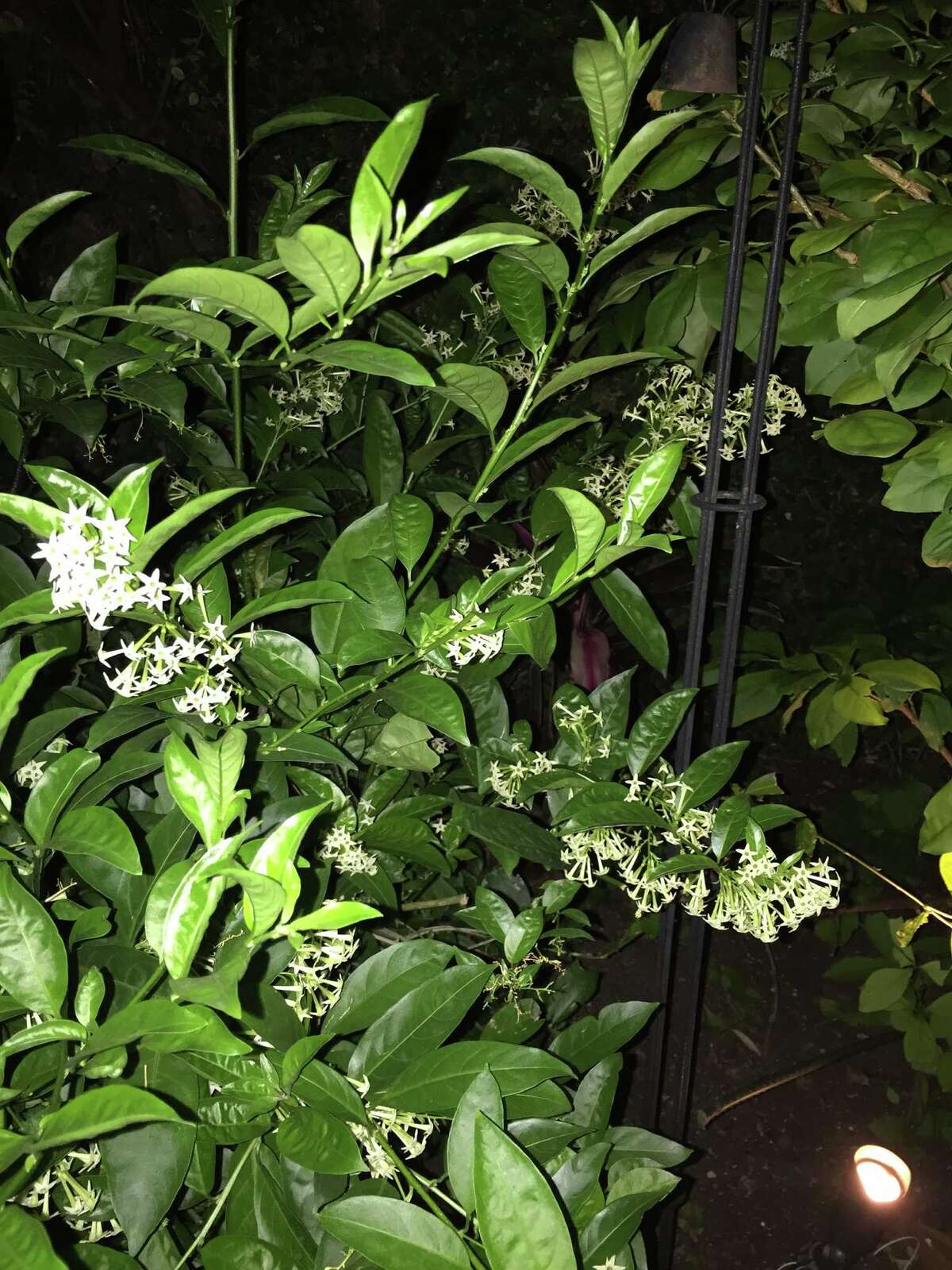 When the sun goes down, fragrant nightblooming flowers bring garden to