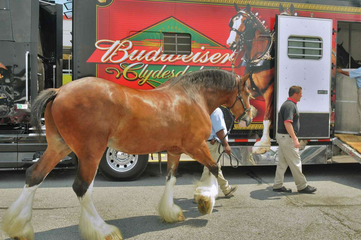 Budweiser Clydesdales have Capital Region weekend events
