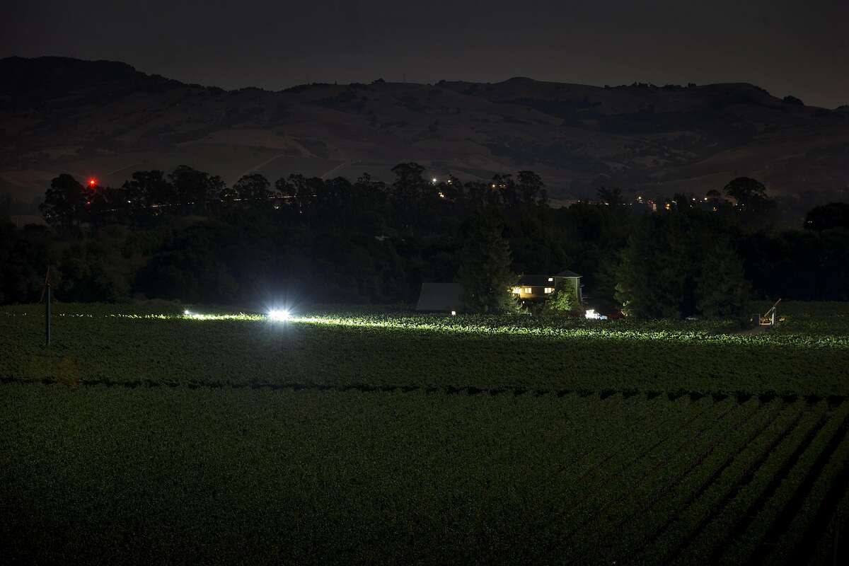 LED lights on a tractor illuminate the vines for workers during the overnight 2016 wine grape harvest at Hyde Vineyards in Carneros in Napa, Calif., on Thursday, August 18, 2016. The Hyde's were harvesting the chardonnay grapes overnight to have them at the wineries at 7 a.m. The practice of overnight harvesting has grown over the past five years in the region.
