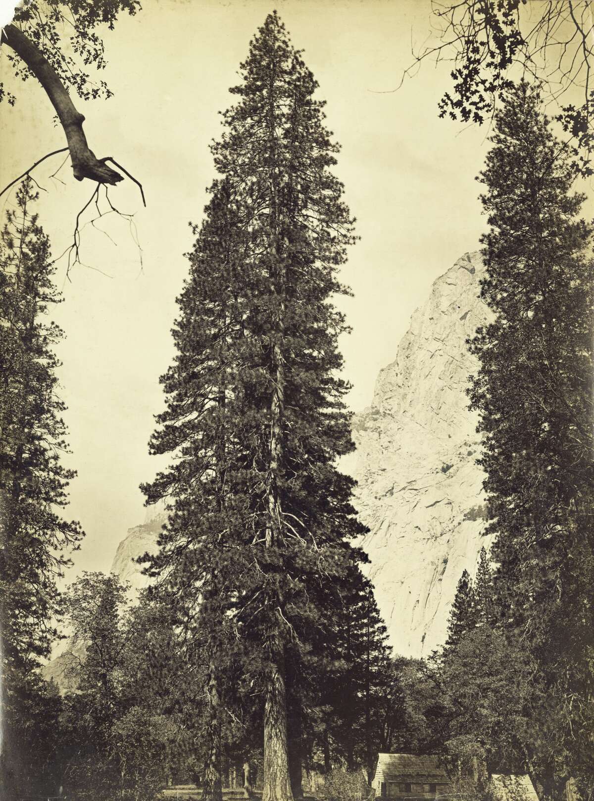Carleton Watkins' 'mammoth' role in preservation of Yosemite