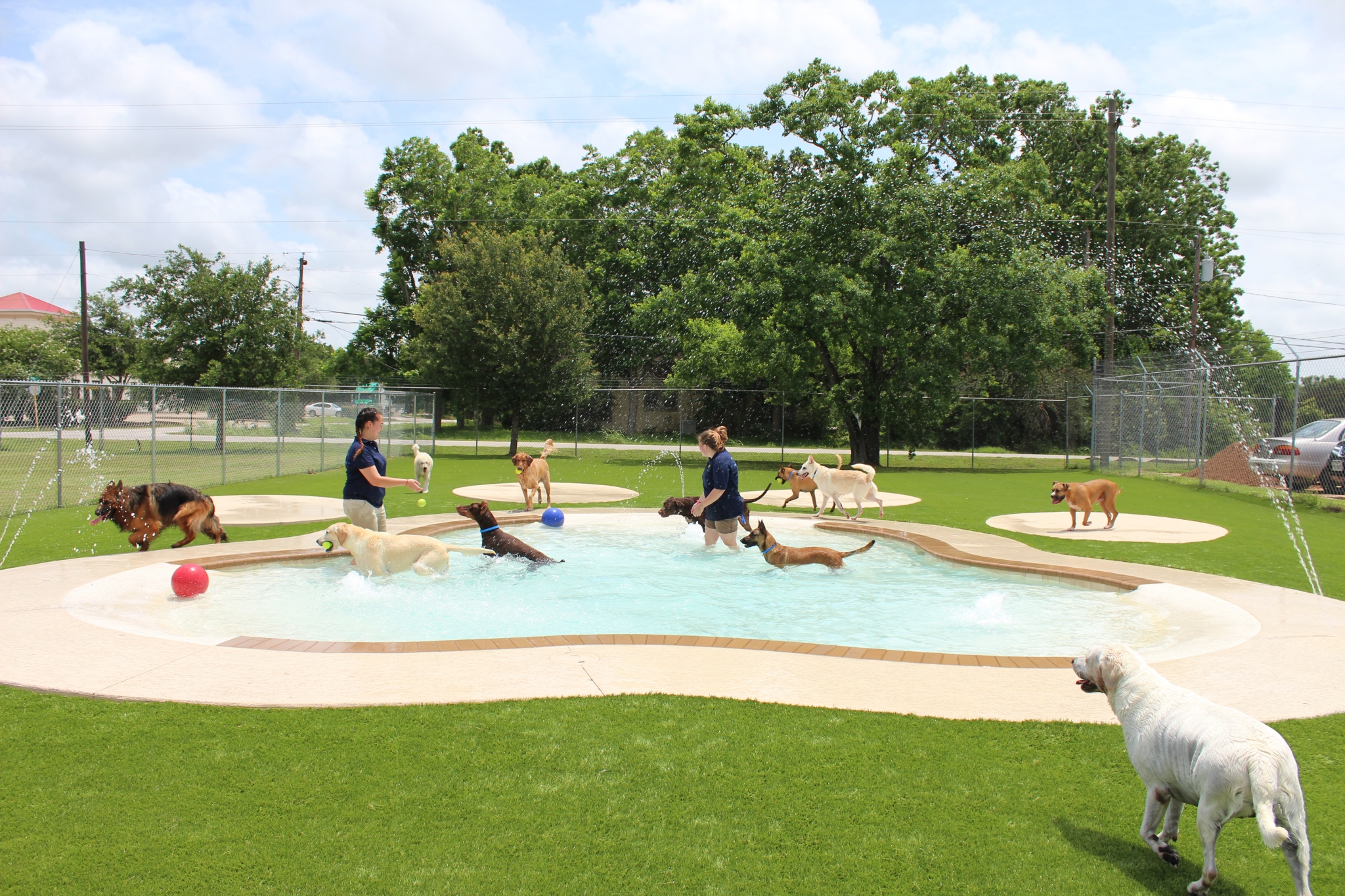 Meadowlake Pet Resort makes a splash with new amenities
