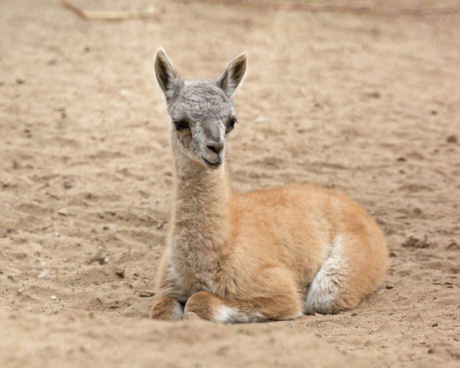 SF Zoo announces birth of baby guanaco - Fairfield Citizen