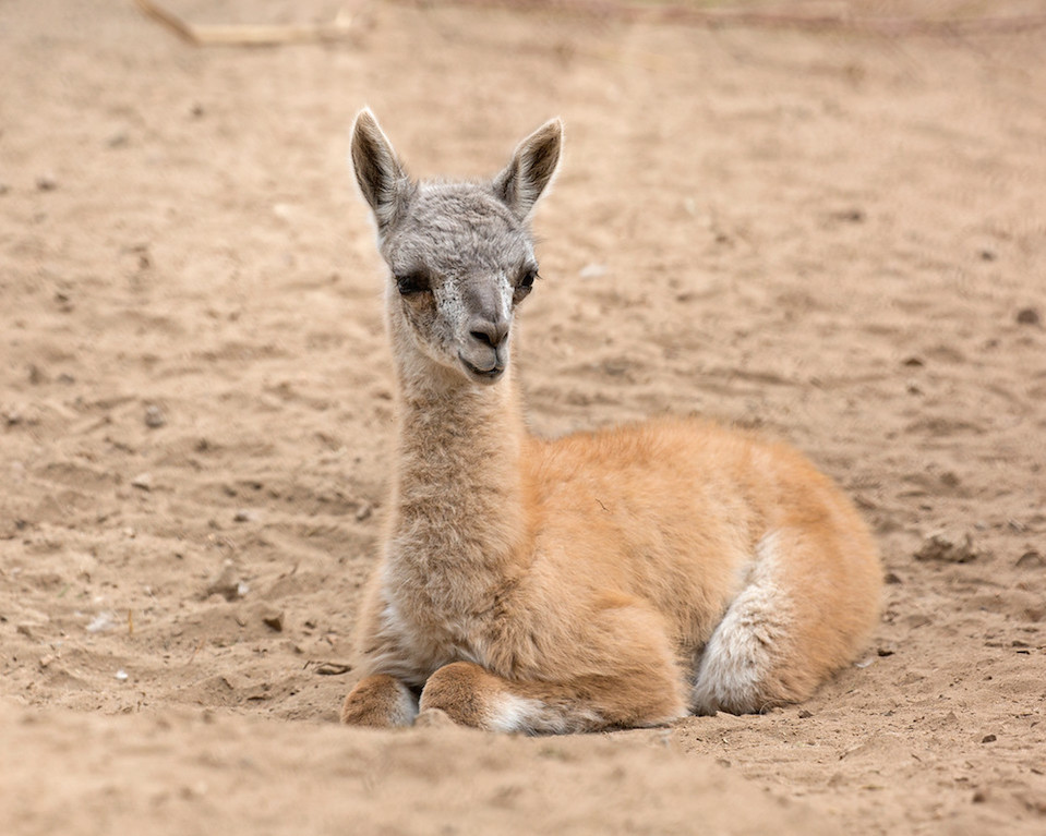 SF Zoo announces birth of baby guanaco