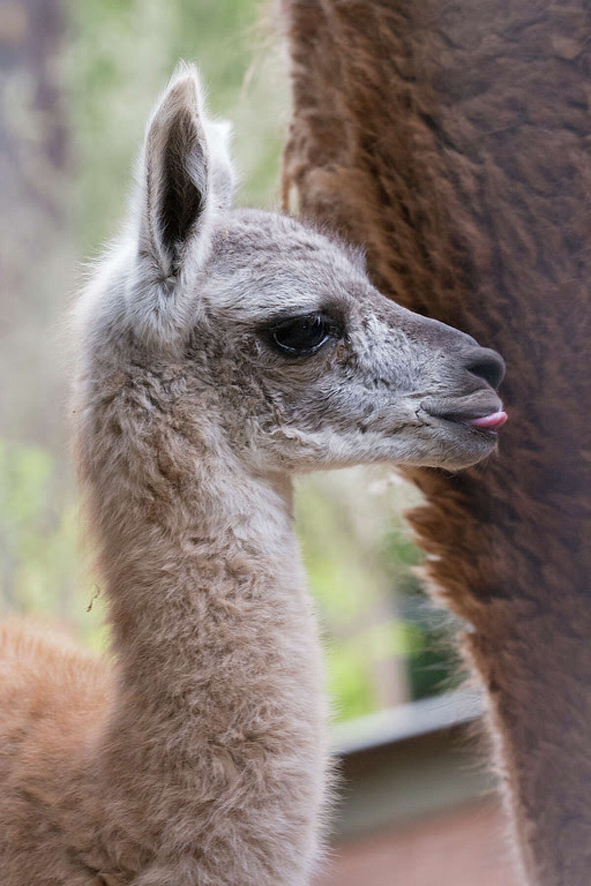 SF Zoo announces birth of baby guanaco