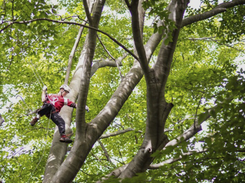 Michigan Tree Climbing Championship will be at Revere Park in Midland ...