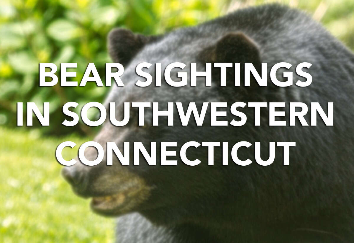 Deep Sightings Where The Bears Are In Ct 0724