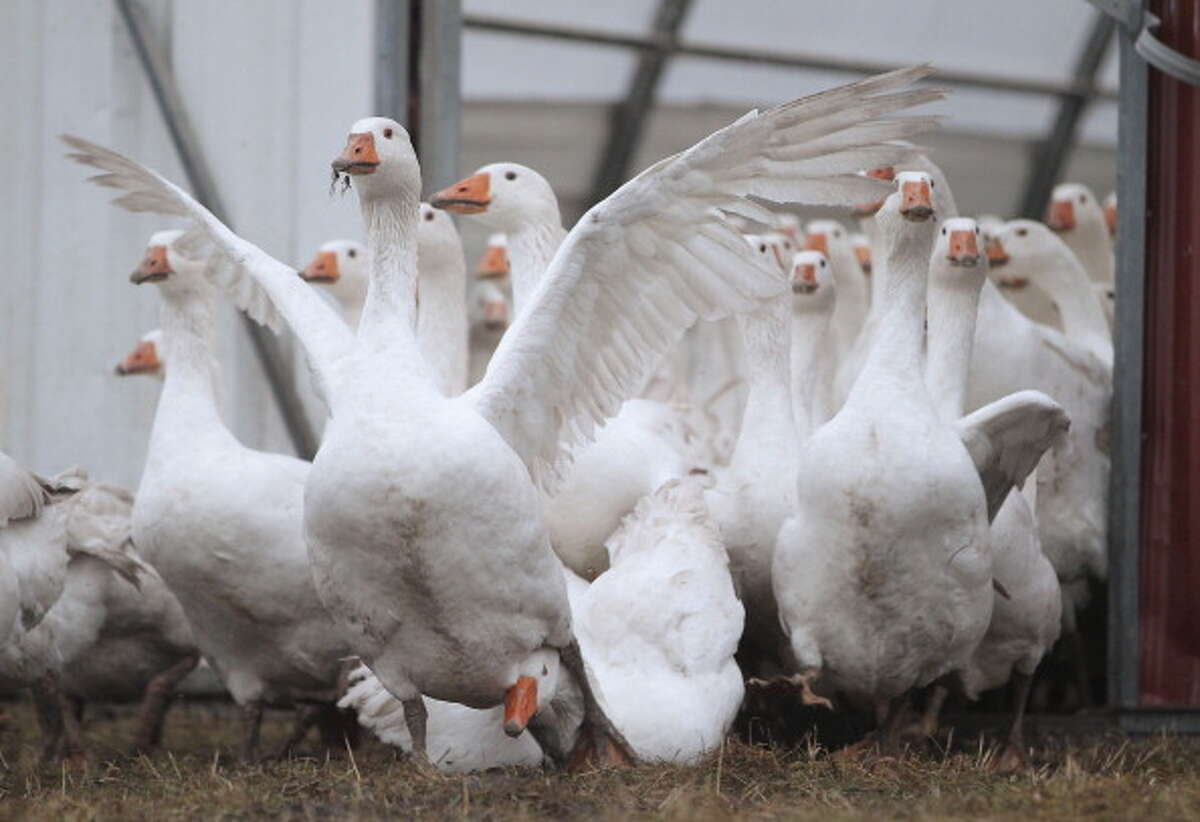 Domestic geese emerge from their enclosure in the morning at the Oekohof Kuhhorst organic farm near Berlin on November 24, 2011 in Kuhhorst, Germany. Goose is the traditional Christmas Eve dinner in Germany. (Photo by Sean Gallup/Getty Images)