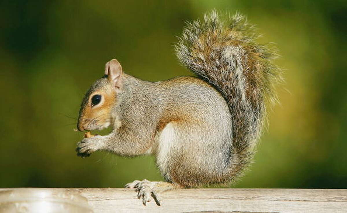 Happy Squirrel Appreciation Day! 8 surprising facts about the acorn-eaters