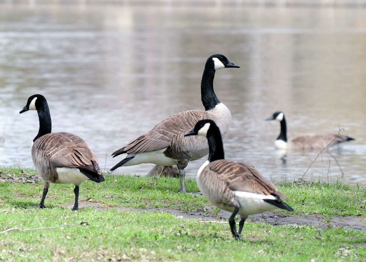 Canada geese are seen Monday, April 22, 2013, at Peebles Island State Park in Waterford, N.Y. Former gubernatorial candidate Tom Golisano says the property assessment on his western New York home should go down because the geese are fouling his property. (Will Waldron/Times Union)