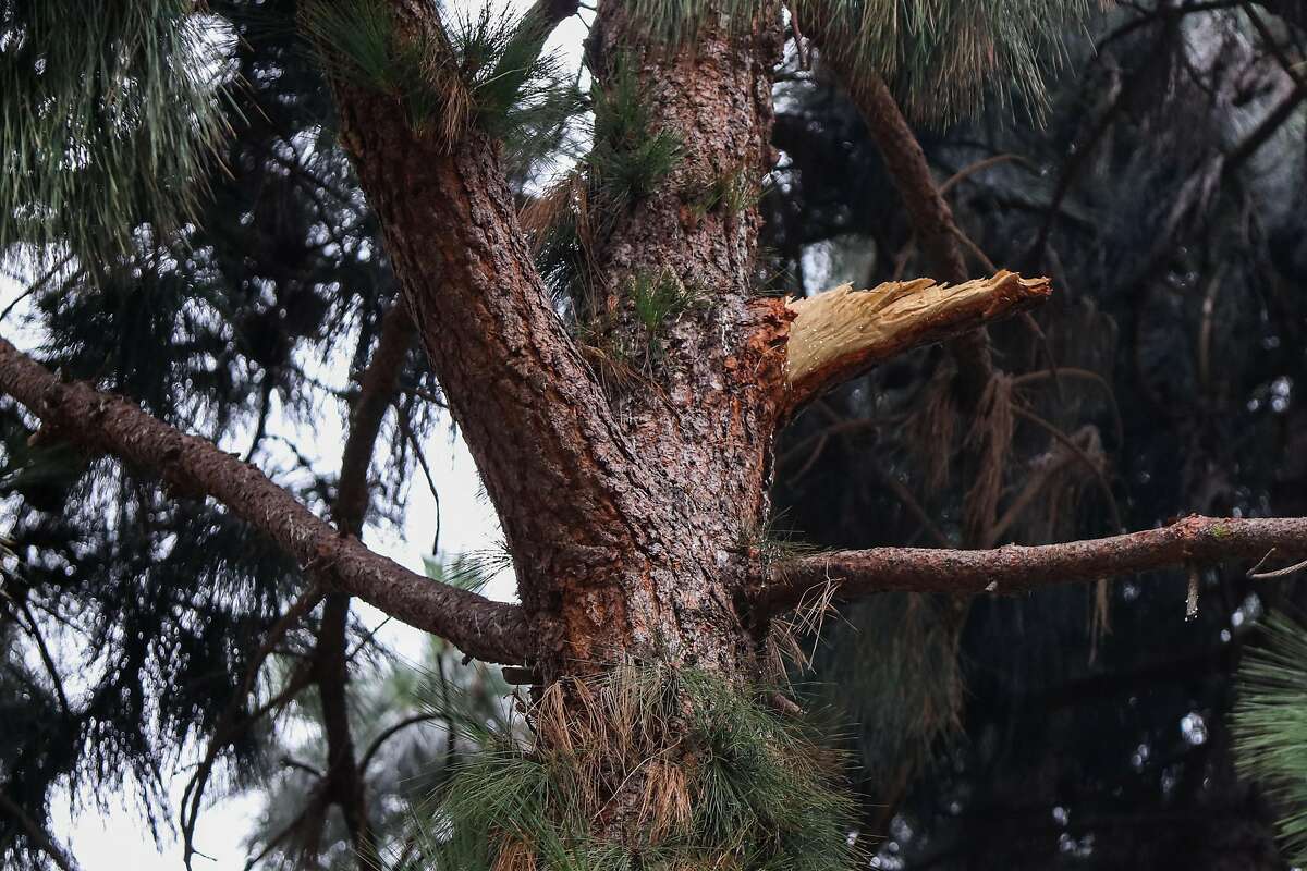 Woman paralyzed by falling tree limb files claim against SF