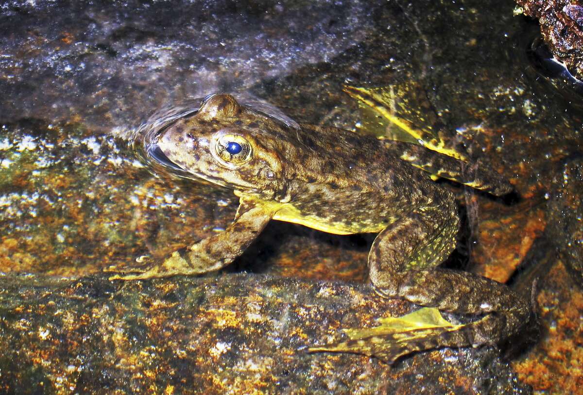 FILE - This Aug. 10, 2013 file photo shows a rare mountain yellow-legged frog in an alpine lake in Kings Canyon National Park, in California's Sierra Nevada. Federal wildlife officials Thursday, Aug. 25, 2016, designated nearly 2 million acres in California's Sierras as critical habitat for two endangered, yellow-legged frogs, saying cattle-grazing, pesticides and climate change are wiping out the species. (AP Photo/Brian Melley, File)