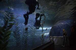 Marine biologist follows his bliss at S.F. aquarium