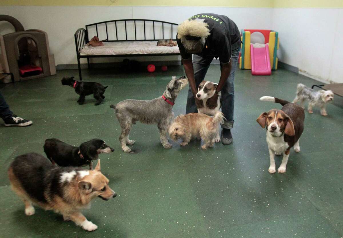 A dog's life 'Day care' franchise expands in Houston