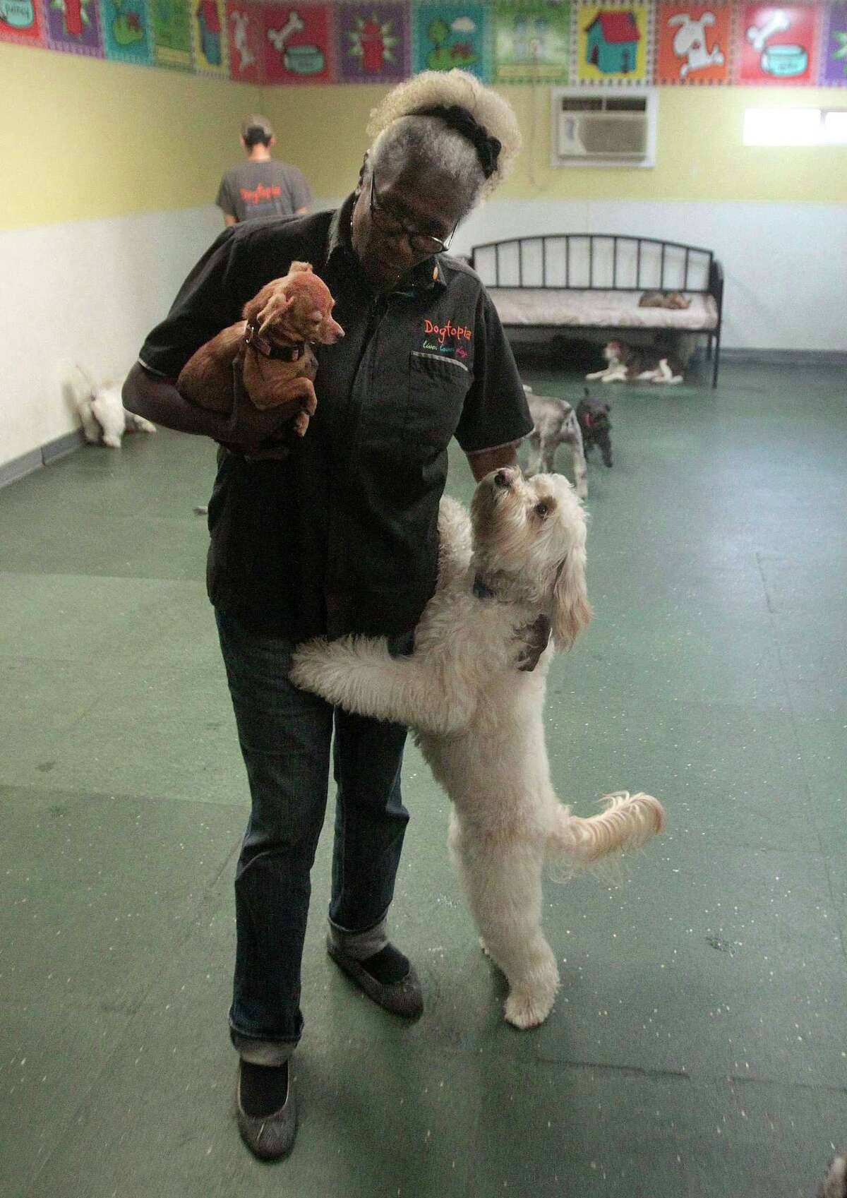 A dog's life 'Day care' franchise expands in Houston