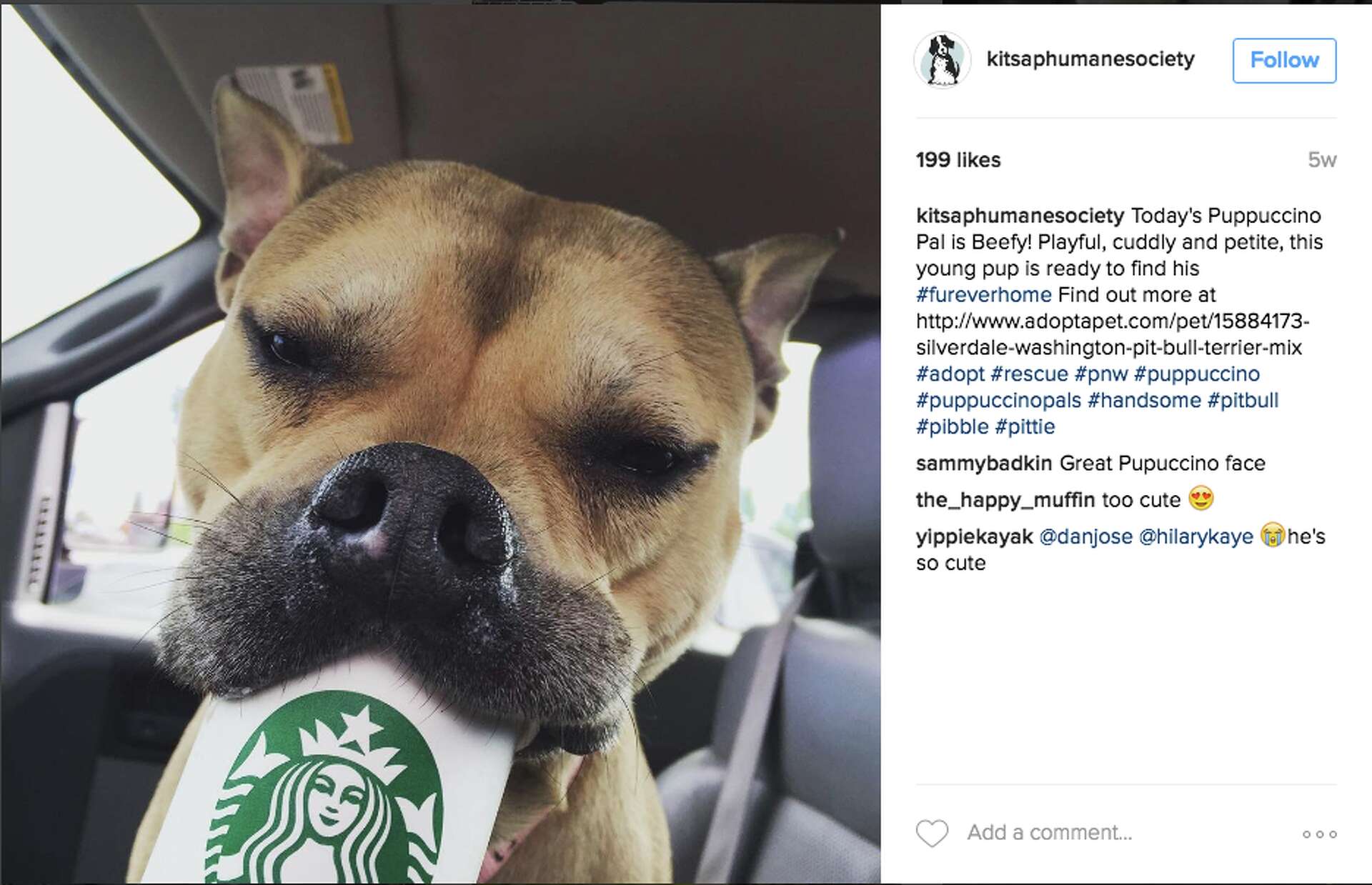 Psst Starbucks has a secret dog menu and there even is a Puppuccino