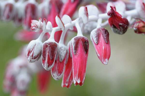 Hebe Speciosa Small Evergreen Shrub That Bees Love