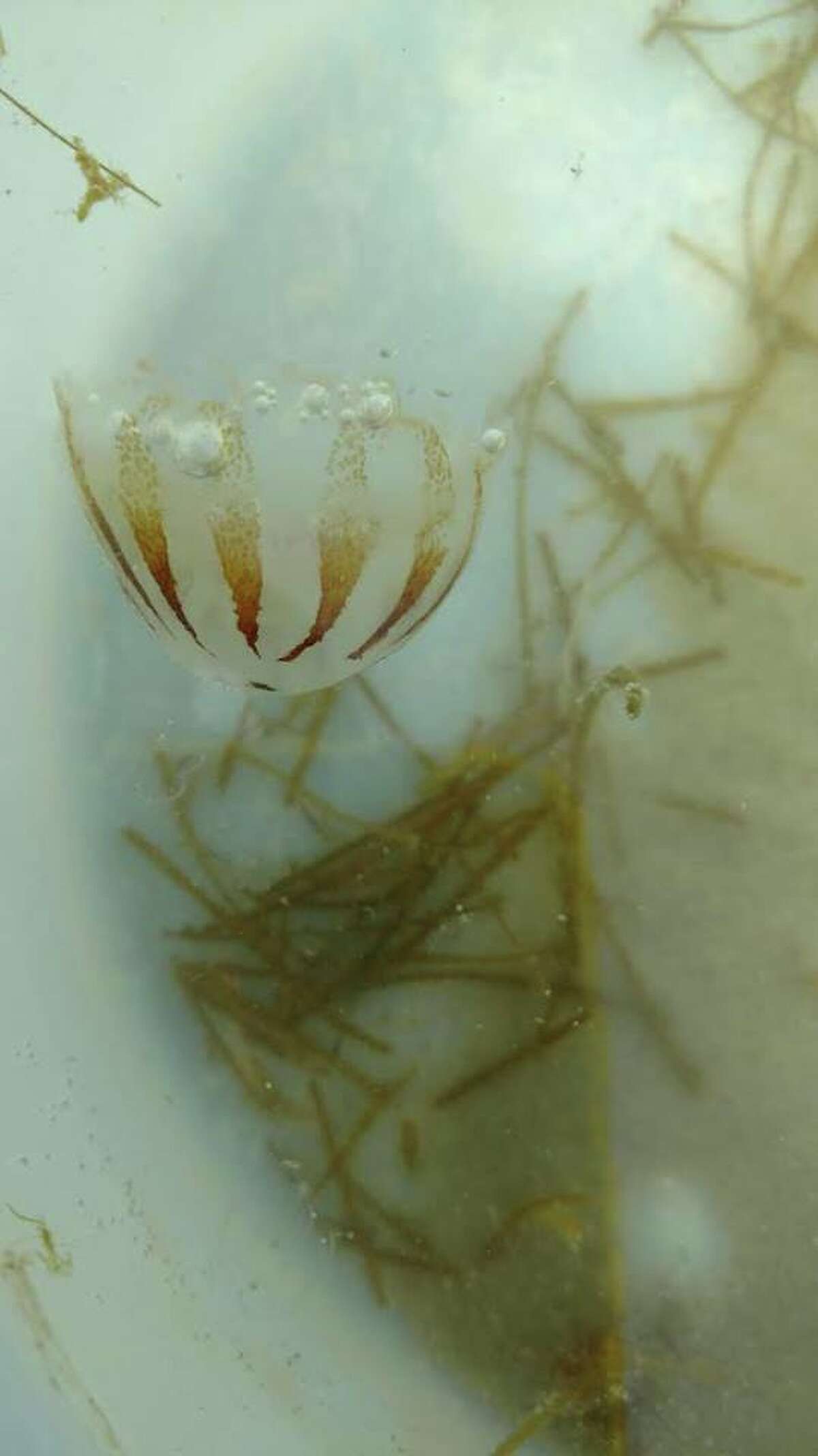 Padre Island warns of painful jellyfish making their way to its shores