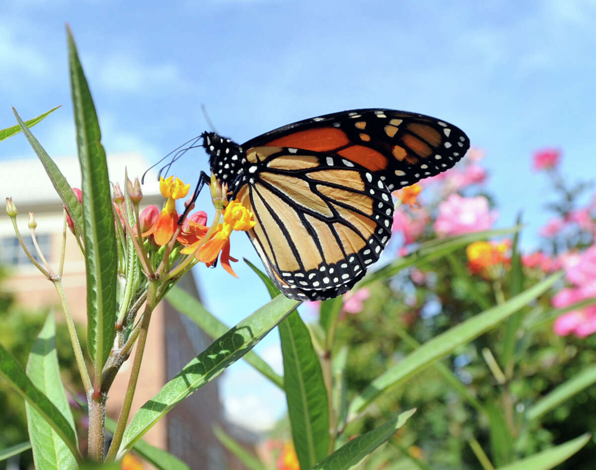 A Monarch butterfly.