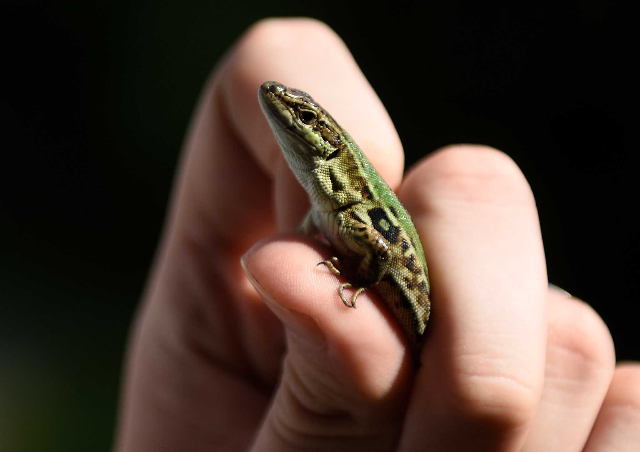 Scientists track reptiles' migration from New York to Greenwich