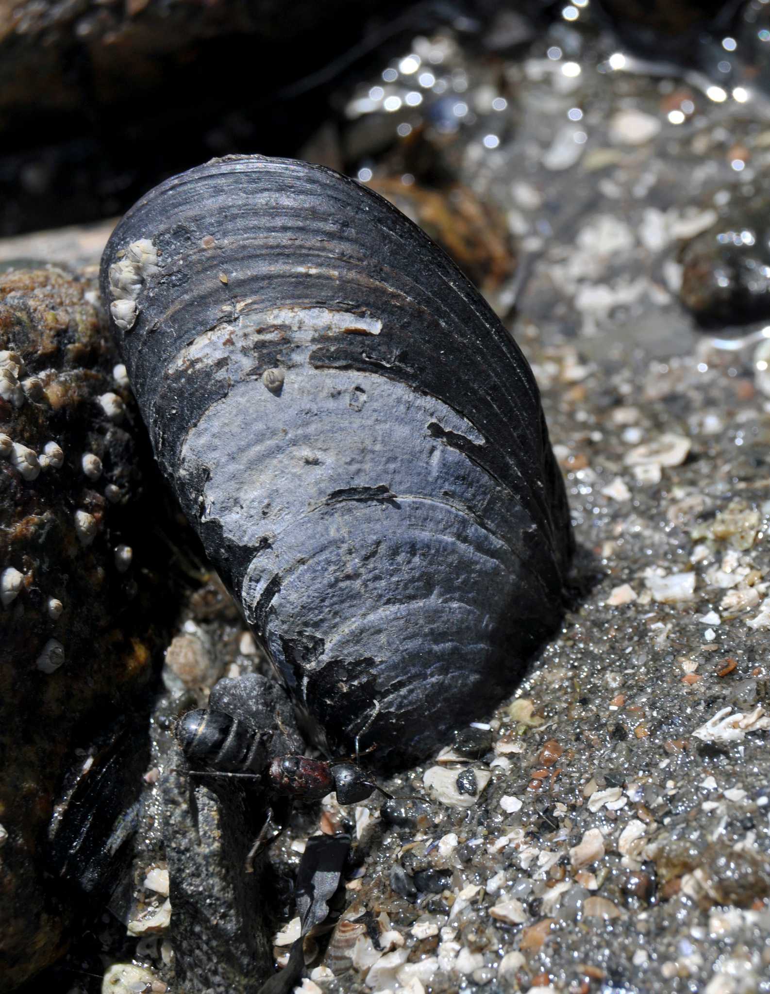 Mussel loss strains marine life
