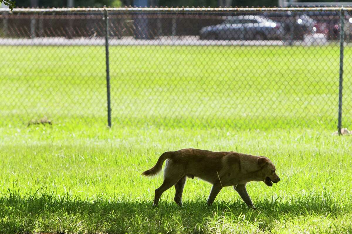 A stray dog walks around the Northside National Little League park on Tuesday, Aug. 23, 2016, in Houston. The baseball fields sits adjacent to Melrose Park, where, it has been reported, that some believe has become a dumping ground for unwanted dogs and cats.