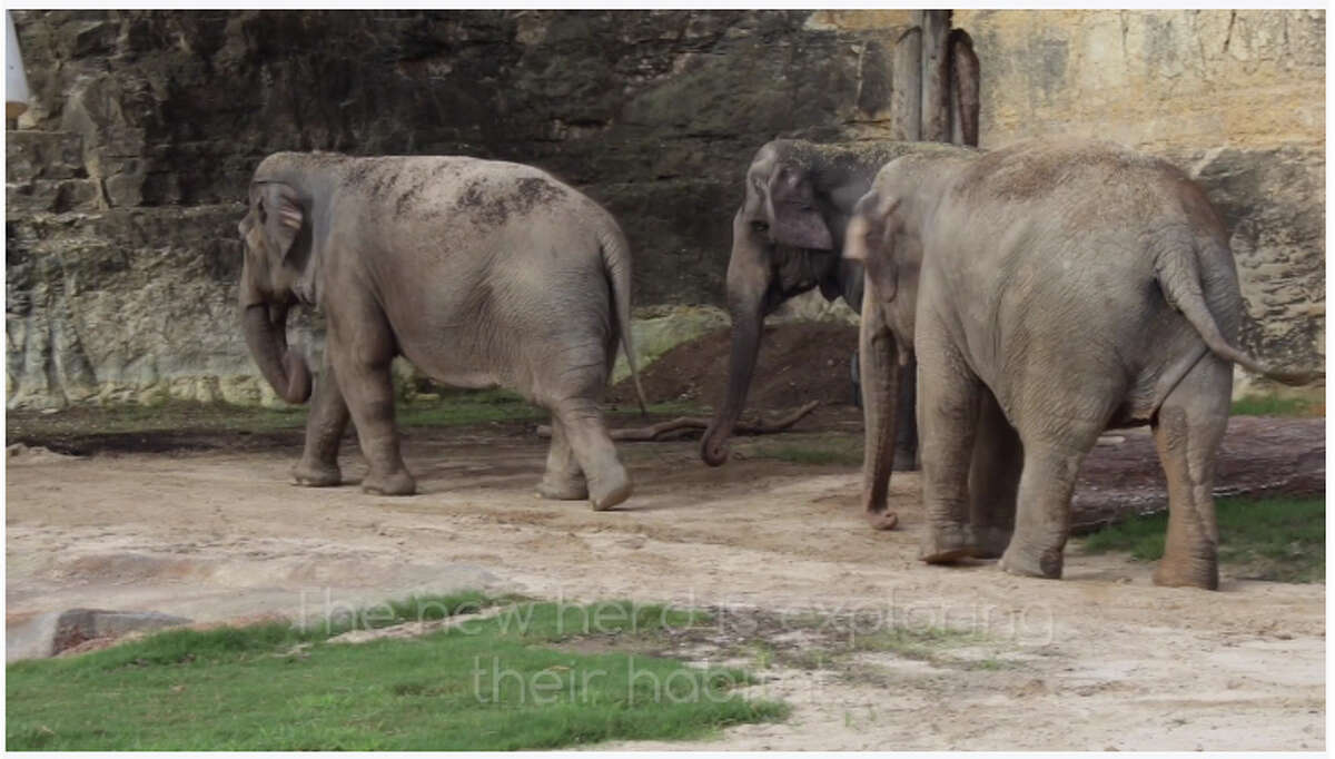 san-antonio-zoo-adds-third-elephant