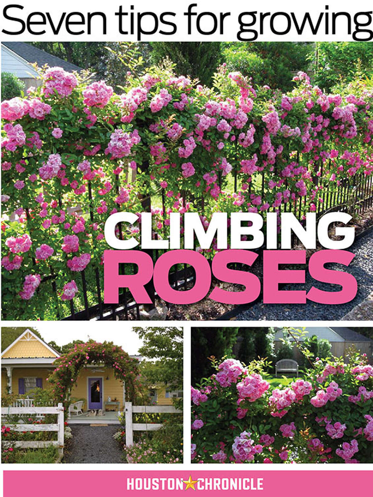 Seven tips for growing climbing roses