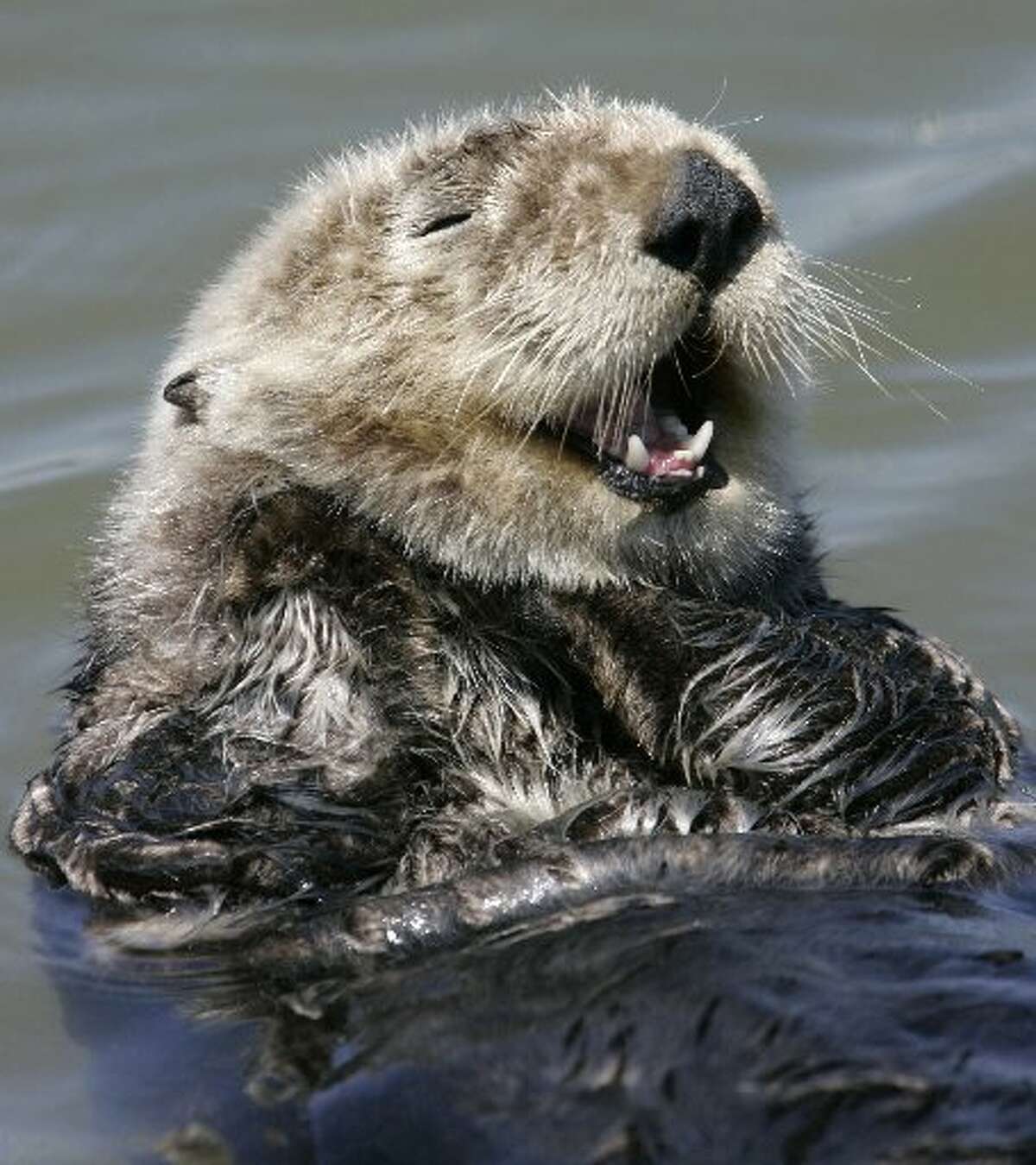 In this May 8, 2007 file photo, an Southern sea otter cleans itself in the water in Monterey, Calif. State Department of Fish and Wildlife officials say a sea otter was found skinned on a beach in San Luis Obispo County. 
