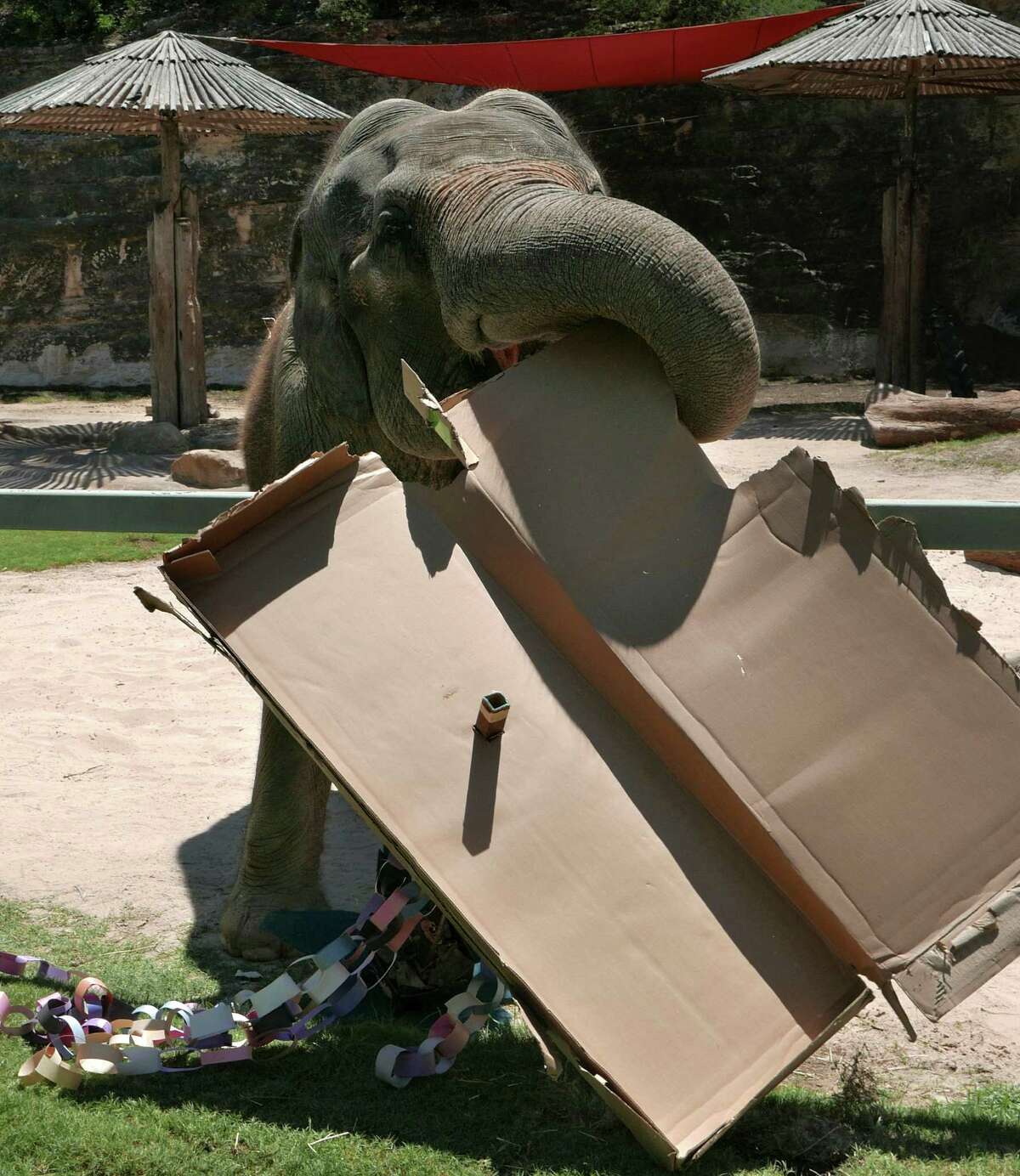 Lucky, the San Antonio Zoo's 56-year-old elephant, tears apart a cardboard toy made for her by children on Friday, July 22, 2016. Lucky remains active despite her years.