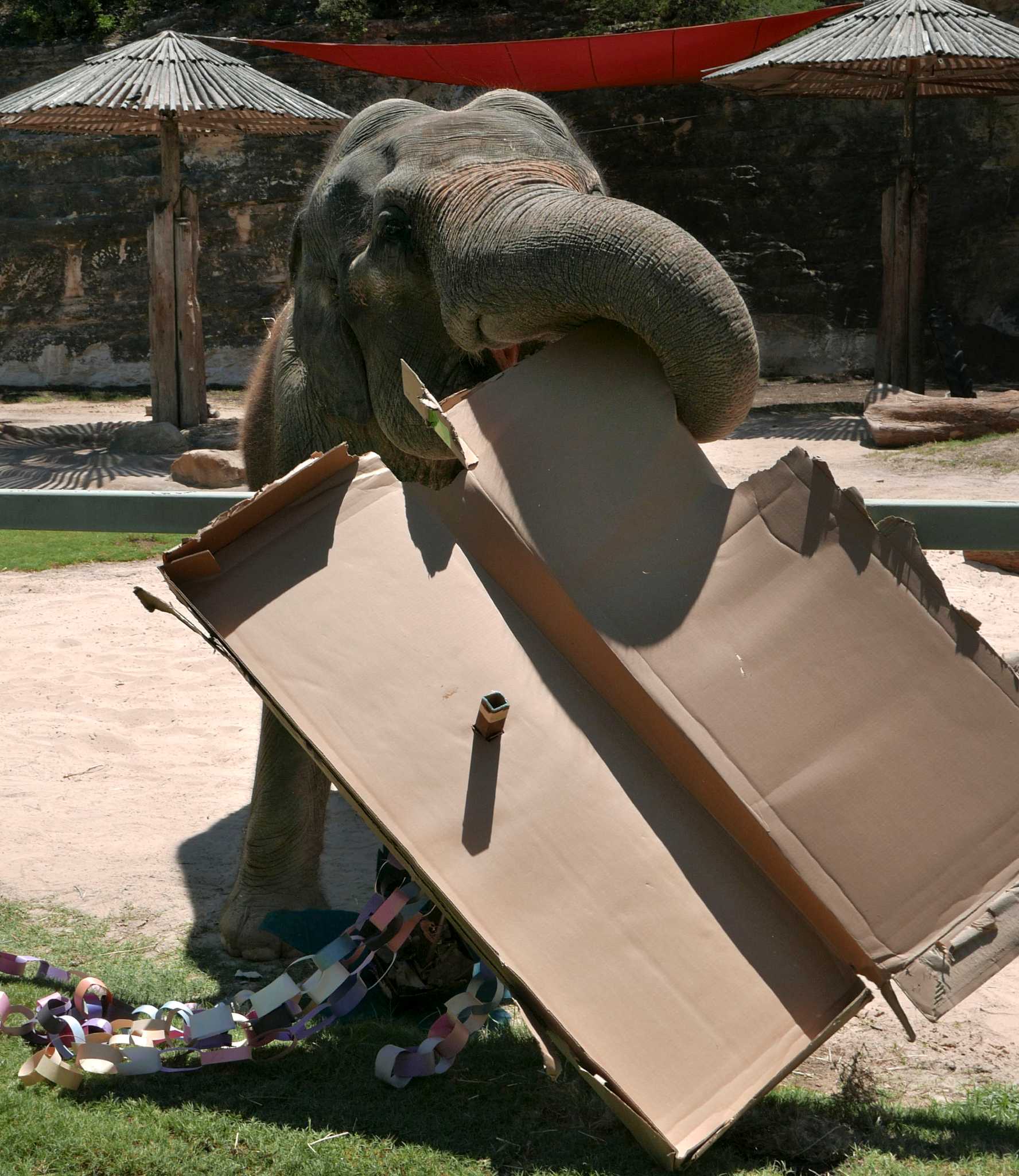 Karen makes three at San Antonio Zoo elephant habitat