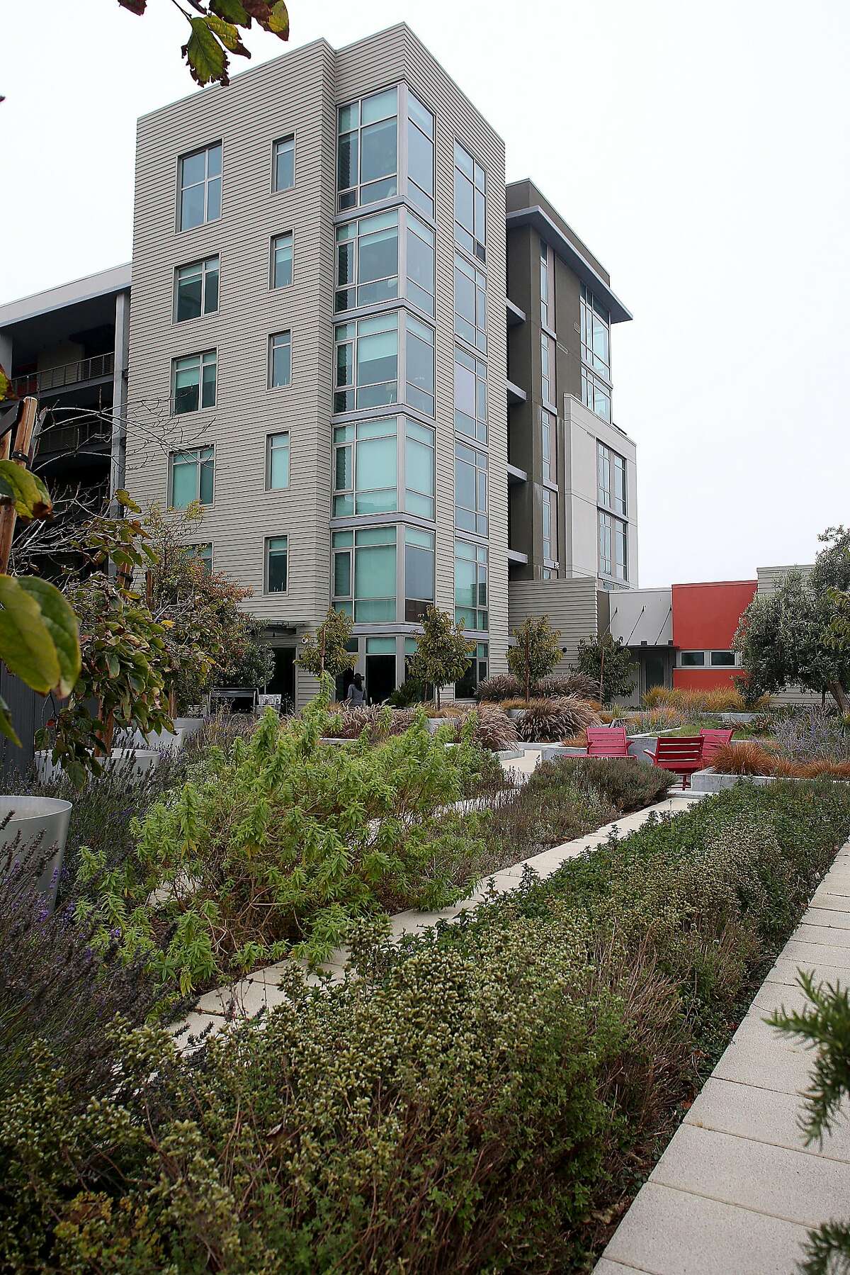 A view of the herb rooftop garden with oregano in the foreground at 38 Dolores St. on Thursday, September 1, 2016, in San Francisco, Calif.