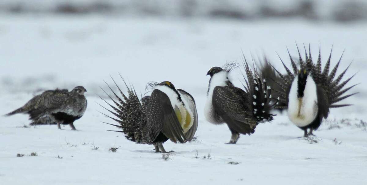 Male greater sage grouse perform their mating ritual for a female grouse outside Walden, Colo. Guidelines were released Thursday on protecting the species. ﻿