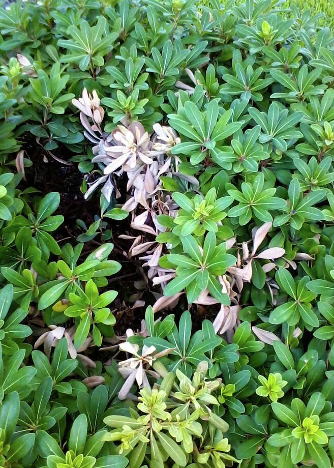 Good Drainage Essential For Healthy Pittosporums Houston Chronicle Healthy Pittosporums