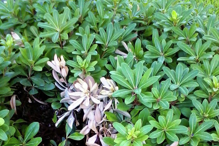 silver sheen tree brown leaves